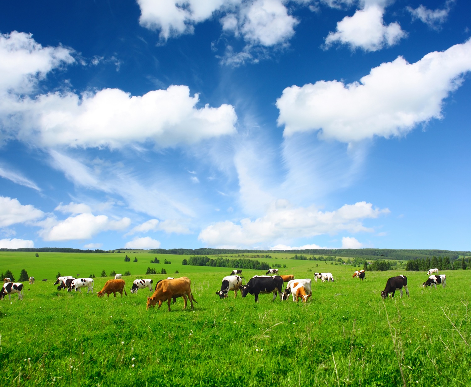 Dairy Cows Grazing In Paddock Arps Dairy